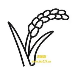 水稻之父的简笔画 信息图文欣赏手绘稻谷水稻简笔画