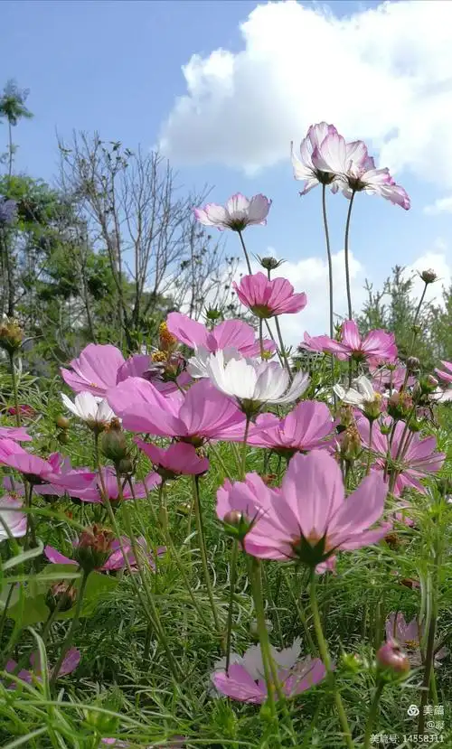 格桑花喜爱着高原 ,它有着彩云南的美丽色彩!