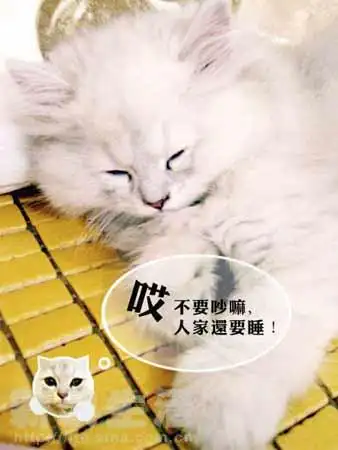 不要吵,人家还要睡嘛!什么?上网当明星,那感情好!哈哈,发现目标!