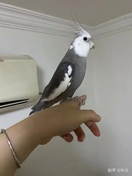 上海浦东唐镇绿波城丢失灰白色公玄凤鹦鹉