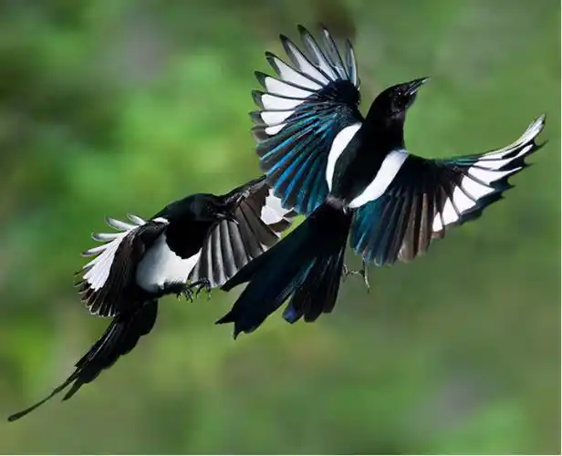 寓意好的动物中国传统吉祥寓意动物罗列