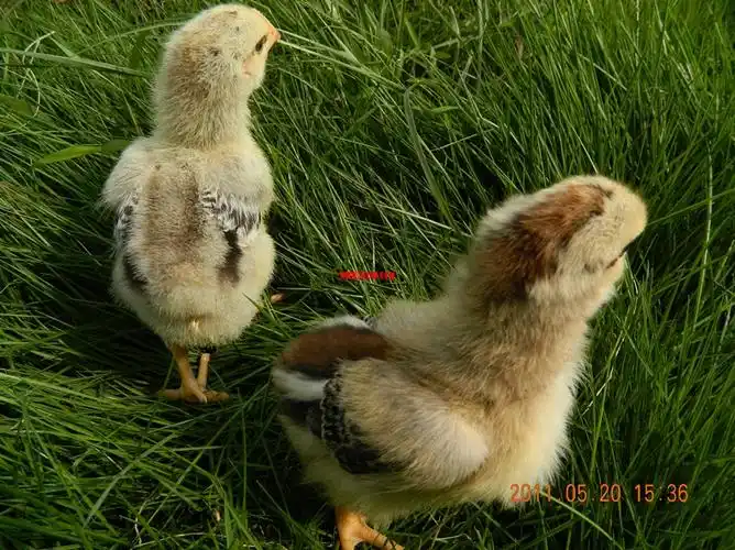 芦花雏鸡靓照