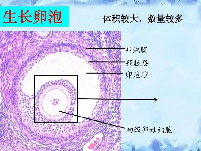 生长卵泡 体积较大,数量较多 卵泡膜 颗粒层 卵泡腔 初级卵母细胞