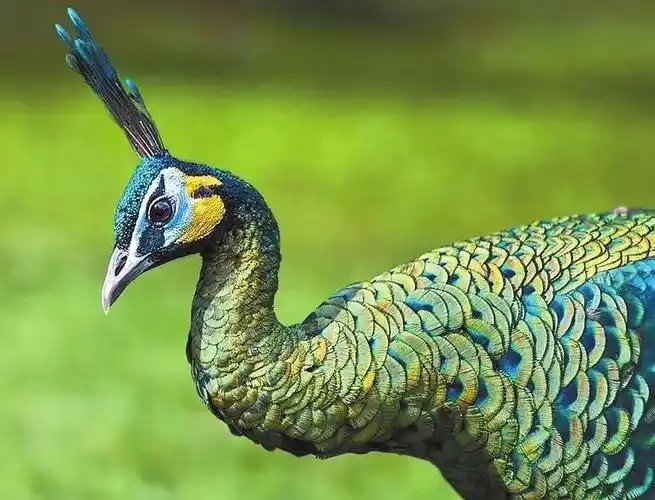 生态云南保护绿孔雀楚雄在行动