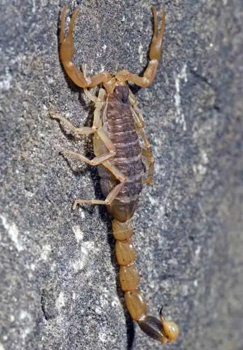 世界上最毒的十种蝎子地球上最令人憎恶的动物