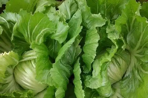 苦芥菜的功效与作用苦芥菜的食用禁忌