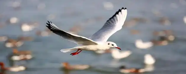 信天翁是哪种鸟