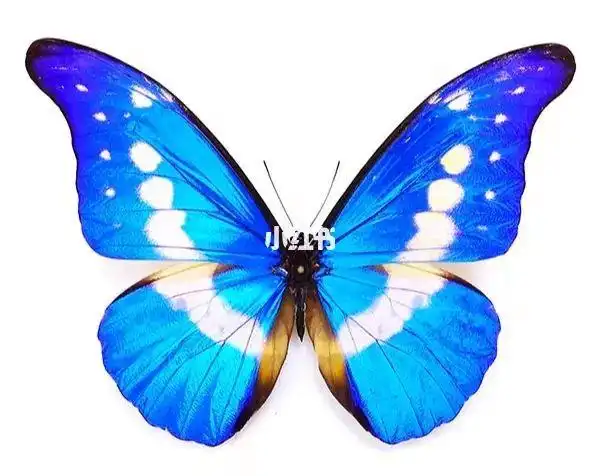 光明女神闪蝶mhelena典型个体