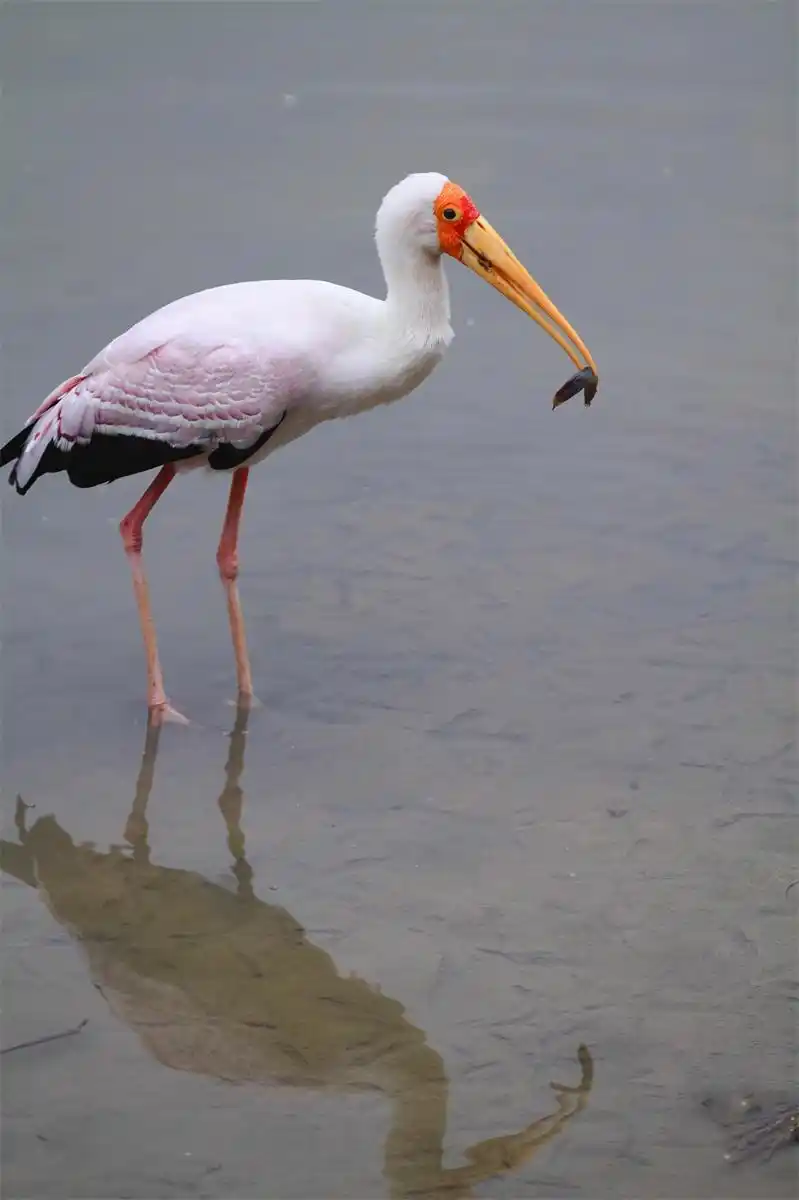 大美广东|广州花都:黄嘴鹮鹳惊现花都湖国家湿地公园