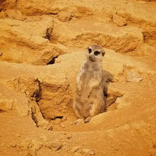 解锁99动物园一日游多亏了小侄女#富阳野生动物园自然界的配色太