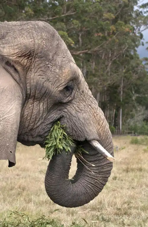 大象吃了