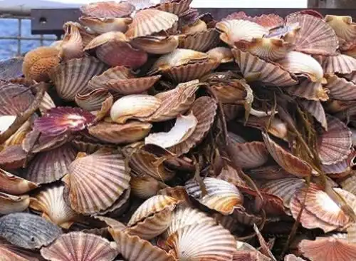 saucer scallops主要产自西澳和昆士兰,属于常见贝类海鲜.