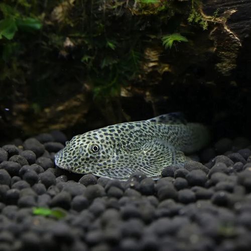 冷水清道夫琵琶鳅鱼缸清洁工具鱼除藻贵州爬岩鳅双吸盘吸鳅观赏鱼