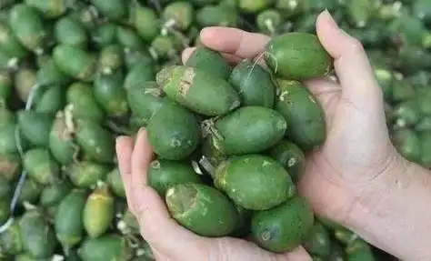 橄榄和槟榔哪个更硬(槟榔橄榄傻傻地分不清)(1)