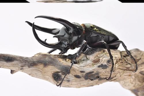 南洋大兜虫 独角兽宠物甲虫幼虫成虫锹甲昆虫甲壳虫战神长戟毛象