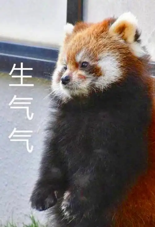 小熊猫表情包生气气