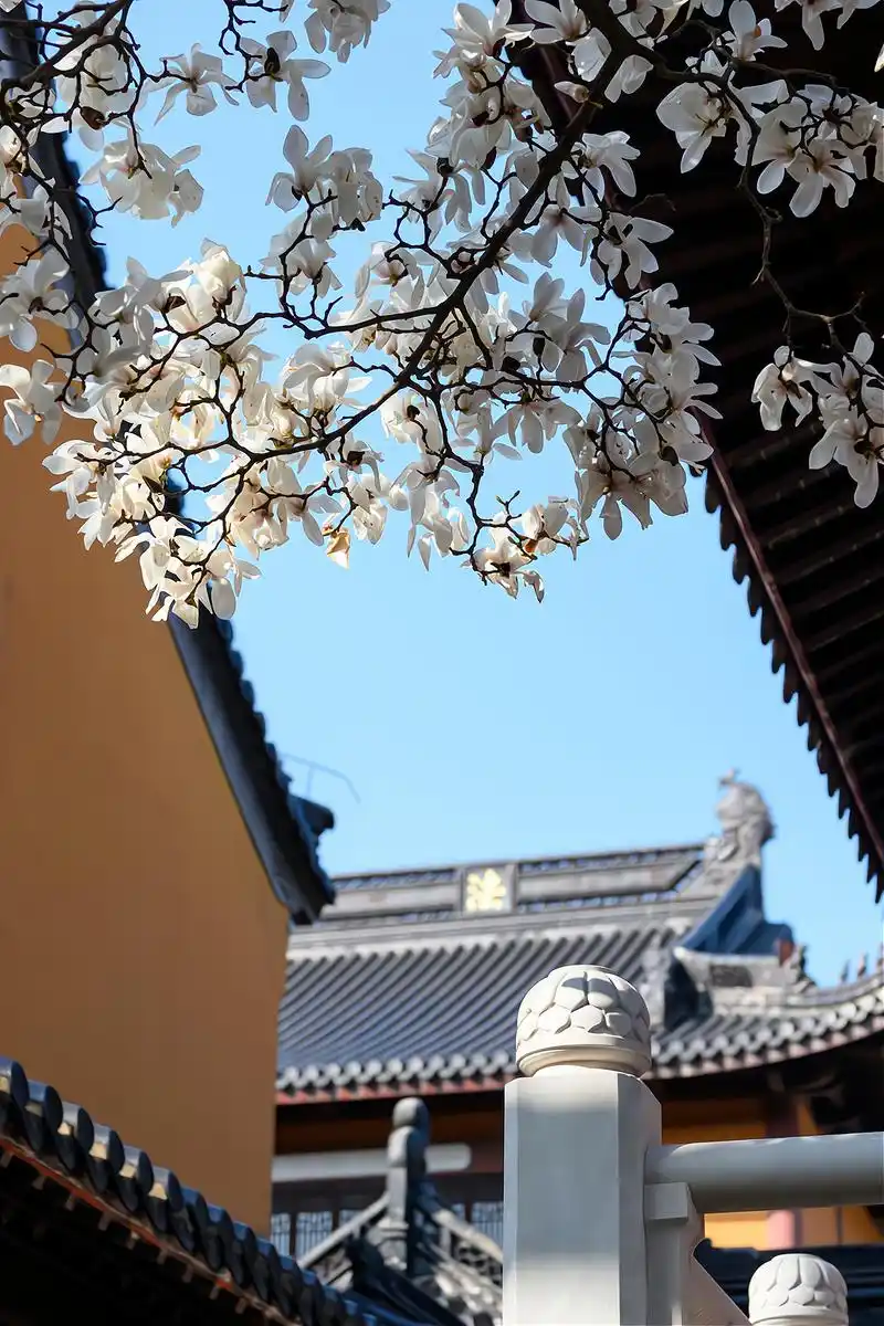 南京这座千年古刹每年三月玉兰花盛放景色秀美禅意十足