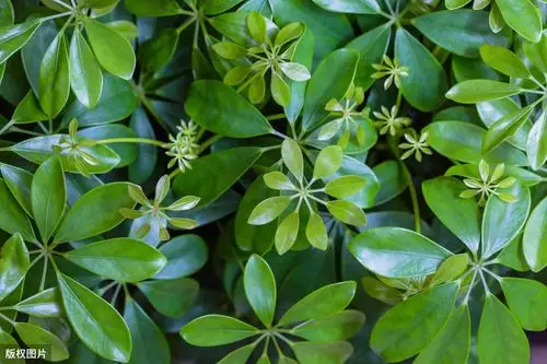 家庭养殖的鹅掌柴为什么叶片发黄,还不断掉落,怎么解决呢?