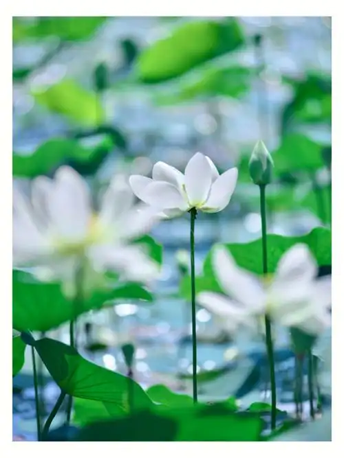 小荷才露尖尖角