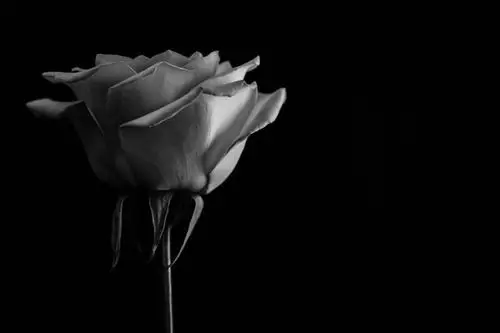 明亮的玫瑰.黑色的背景