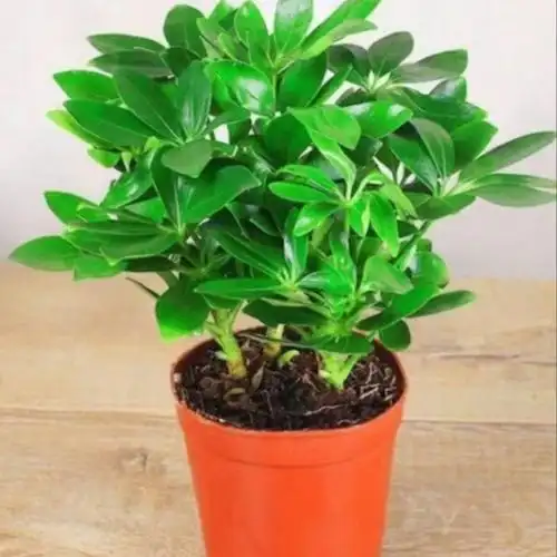 鸭脚木基地直发新鲜花卉鸭掌木四季常青桌面水培土培绿植盆栽包邮