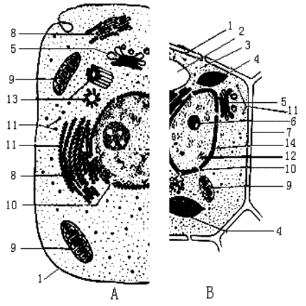 (10分)下图表示动物,植物细胞二合一亚显微结构模式图.