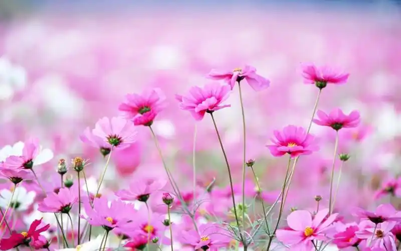 清新护眼红色花卉图片电脑壁纸