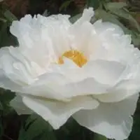 白牡丹花头像图片大全 白色牡丹花唯美头像_微信头像图片大全