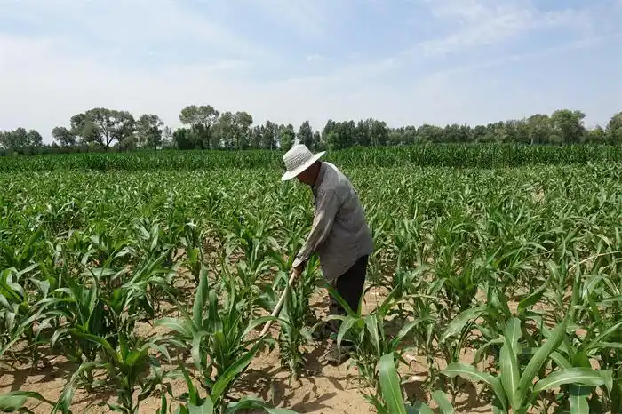 烈日下种地农民的身影让人感动