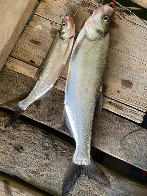 25/100不知道是青稍还是翘嘴,不管了一起算进去了.今天3.