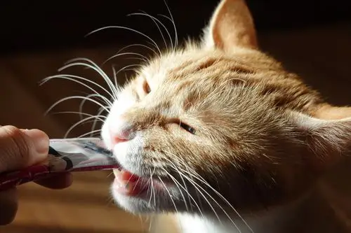 我家的橘猫.以上全是个人拍摄,图片侵删.… - 堆糖,美图壁纸兴趣社区