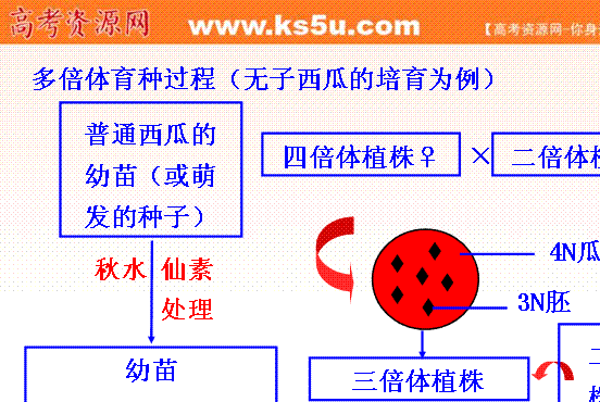 导学讲练通 2013高二生物精品课件:知识框架 多倍体育种过程(无子西瓜