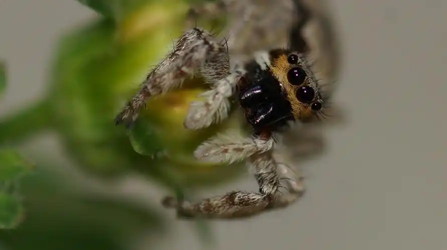 蜘蛛系列3微距世界