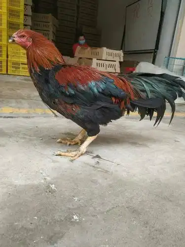 杂交斗鸡苗 统货