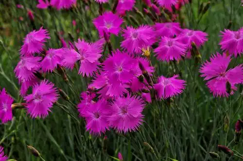 其它 花花世界----石竹花  石竹花瓣色彩缤纷,有鲜