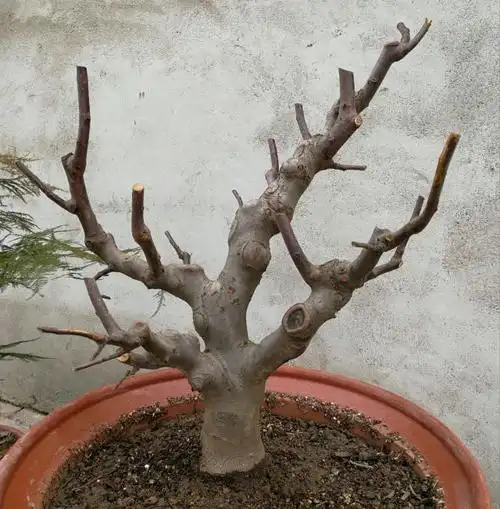 海棠盆景桩头枯枝黄叶萎靡不振?生桩和熟桩原因不一样