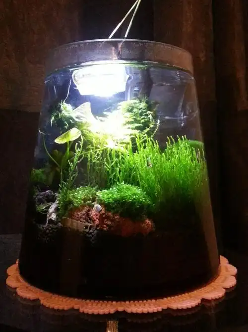 快来拍砖 另类玩家 圆柱形迷你草缸 - 水草造景 - cta南美水族