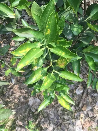 脐橙上出现的,请大家帮忙看看这是什么病害?