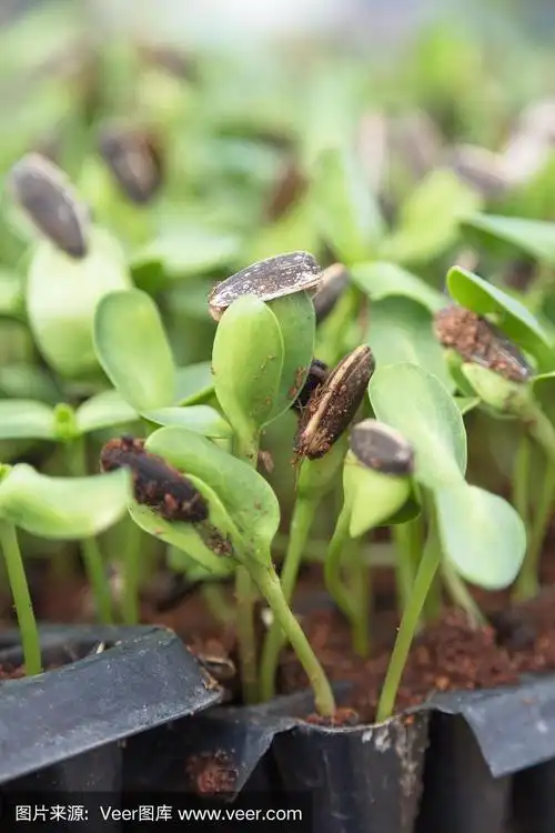 向日葵苗是在花盆里种植的,是有机蔬菜.
