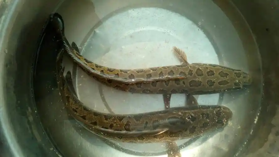 ta提问私信ta  展开全部 黑鱼,是乌鳢的俗称,又名乌鱼,生鱼,财鱼,蛇鱼