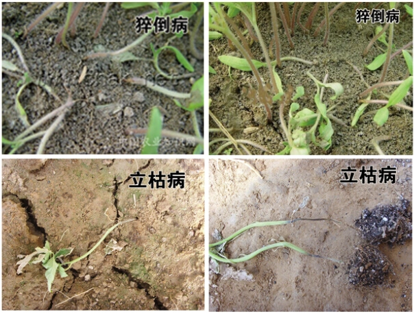 病虫害防治手册猝倒病立枯病