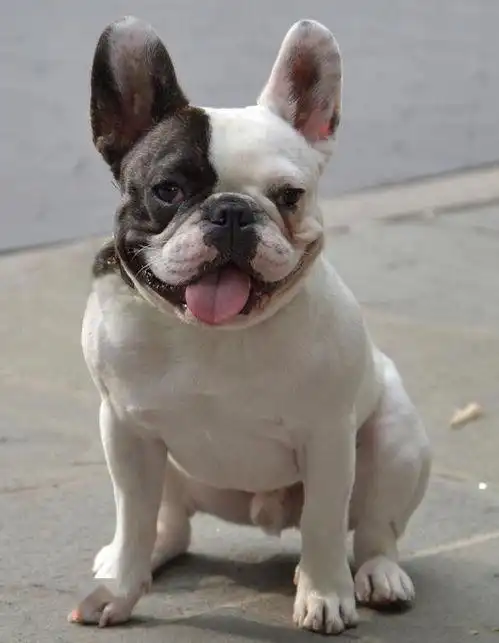 你了解了法国斗牛犬的性格,你一定会喜欢上它的