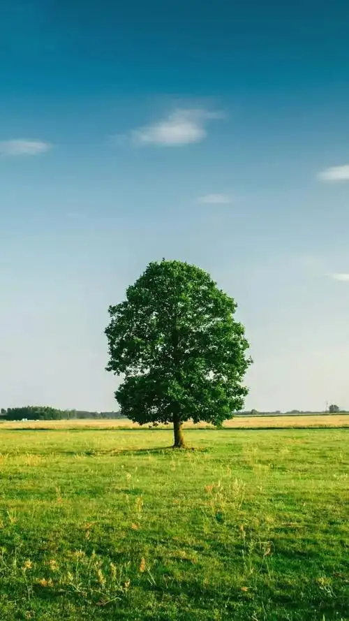 一棵树手机壁纸,分辨率均为1080x1920像素(1080p全高清),风格多为唯美