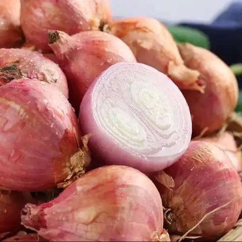 东北毛葱新鲜5斤东北毛葱头黑龙江大毛葱鬼子葱红葱头批发 【精选】
