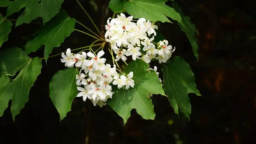 油桐花盛开季桐花世界里勾起了太多童年时代的美好回忆