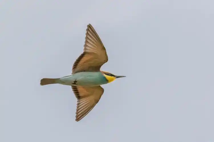 飞行,黄金食蜂鸟,天空,翅膀,高清图片,动物-纯色壁纸