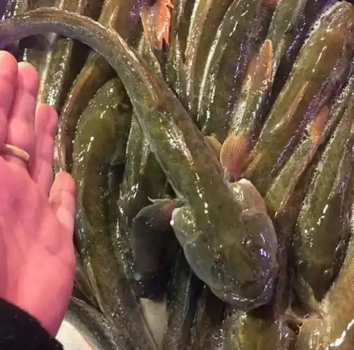 钓到这种鱼就扔了吧这种扔吧鱼是什么鱼为什么没人要