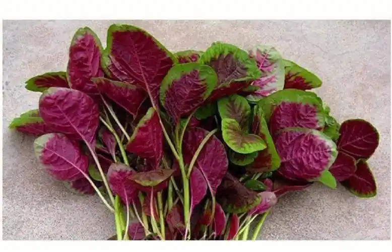 红笕菜的功效和营养价值