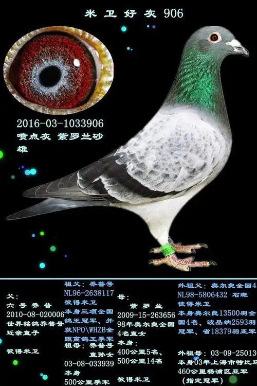 米卫好灰906_宏业鸽苑_ag188.com爱鸽商城_中国信鸽信息网