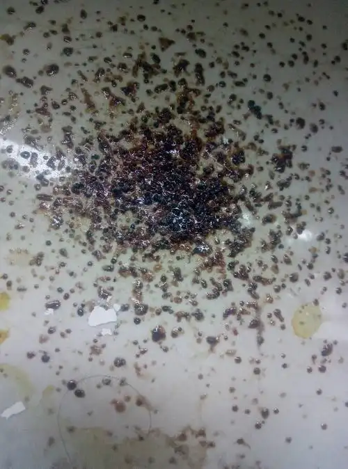 刚入住不多久,一过年三楼楼房,开始有这种黑褐色粘稠固化的动物排泄物